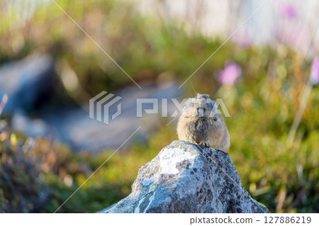 Pika sitting on a rock 127886219