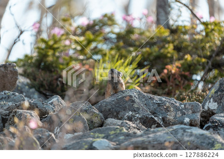 坐在岩石上的鼠兔 127886224