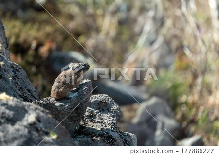 Pika sitting on a rock 127886227