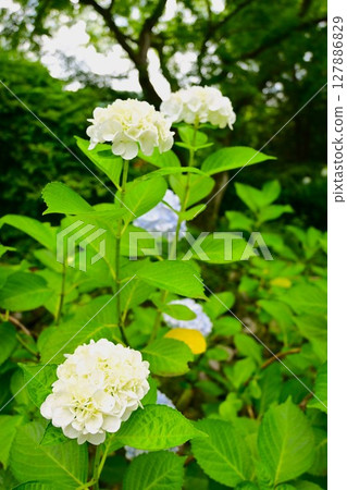 Pale yellow hydrangea blooming in the rainy season sky 127886829