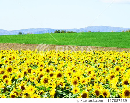 Sunflower fields in Biei, Hokkaido in summer under clear blue skies 127887289