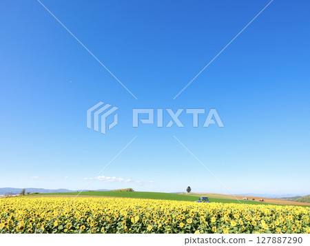 Sunflower fields in Biei, Hokkaido in summer under clear blue skies 127887290