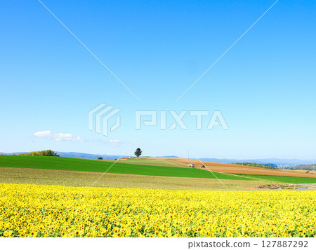 Sunflower fields in Biei, Hokkaido in summer under clear blue skies 127887292