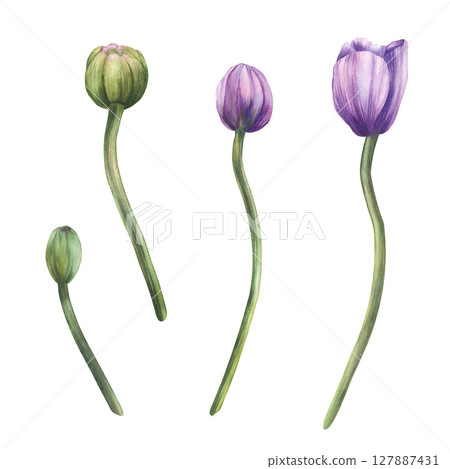 Lilac purple and green buds of anemone or windflower flowers. Different shapes and curves ideal for botanical design of floral bouquets, invitations, cards Isolated watercolor hand drawn botanical set Lilac purple and green buds of anemone or windflower flowers. Different shapes and curves ideal for botanical design of floral bouquets, invitations, cards Isolated watercolor hand drawn botanical set 127887431
