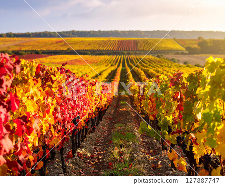Autumn Vineyard AI Generation Background 127887747