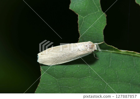 A beautiful and mysterious gray-white adult Miyamakiberihosoba moth (insecta macro photography in natural environment) A beautiful and mysterious gray-white adult Miyamakiberihosoba moth (insecta macro photography in natural environment) 127887857