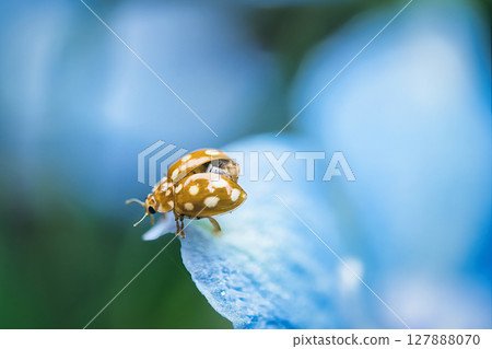 藍色花朵上的瓢蟲 127888070