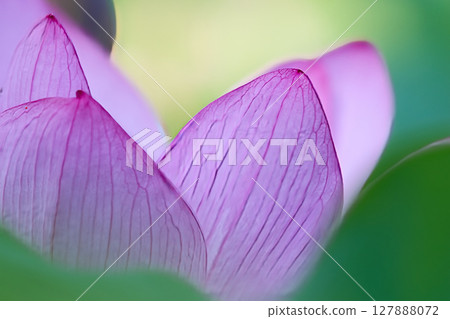 Beautiful lotus flower petals Beautiful lotus flower petals 127888072