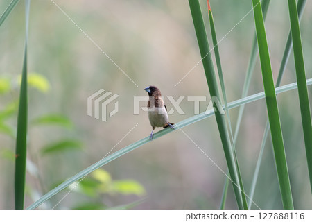 Bird (Scaly-breasted Munia) in a nature wild 127888116