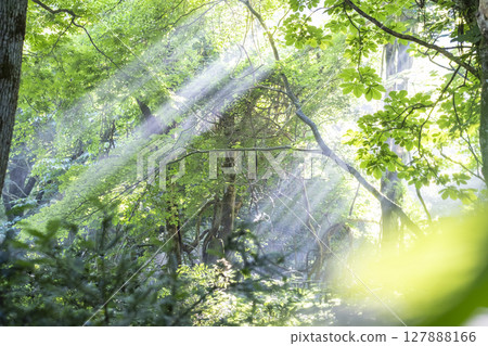 A scene of sunlight shining through the fresh green forest - Oyamakiyazawa mountain stream 127888166