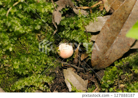 苔蘚間生長出的淡粉紅紅菇屬微小菇類(自然環境中昆蟲的微距閃光燈攝影) 苔蘚間生長出的淡粉紅紅菇屬微小菇類(自然環境中昆蟲的微距閃光燈攝影) 127888187