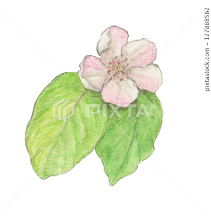 榅桲花水彩鉛筆插圖 127888562