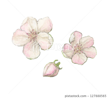 榅桲花水彩鉛筆插圖 127888565