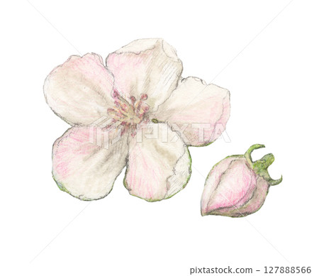榅桲花水彩鉛筆插圖 127888566