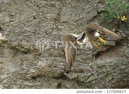 遊隼外出狩獵 遊隼外出狩獵 127888627