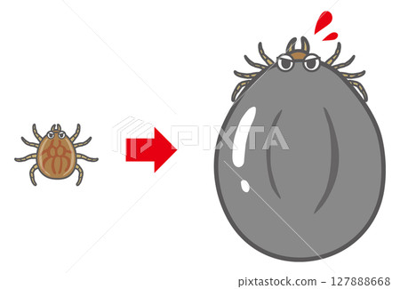 蜱蟲進食前後 蜱蟲進食前後 127888668