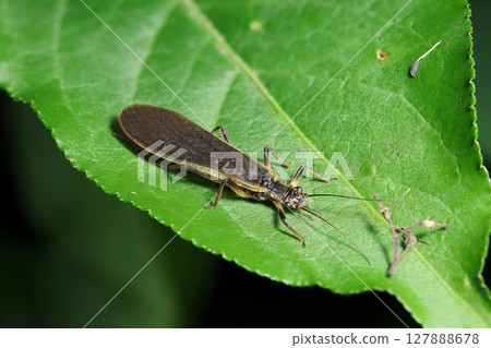Adult stonefly on the leaf of a broadleaf tree (stonefly, macro strobe photography of insects in their natural environment) 127888678