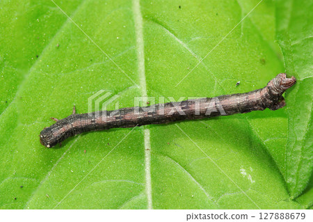 A brown geometrid moth larva moving across a large leaf (Strobe macro photography of a Japanese natural insect ecology). A brown geometrid moth larva moving across a large leaf (Strobe macro photography of a Japanese natural insect ecology). 127888679