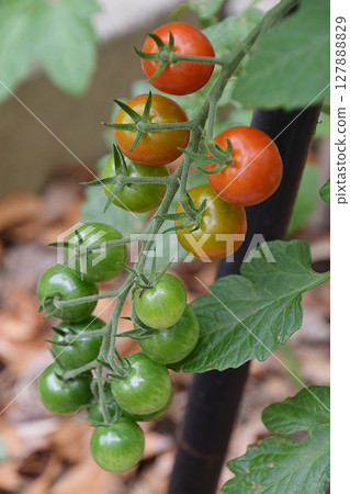 MiniTomato / 夏季蔬菜在仲夏時節在家庭花園中種植，迷你番茄果實（櫻桃番茄） - 處於生長中期 127888829
