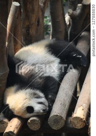 熊貓寶寶在木甲板上小憩 127888830