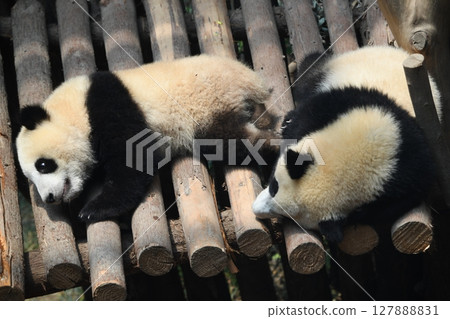 雙胞胎熊貓寶寶在木甲板上小憩 127888831