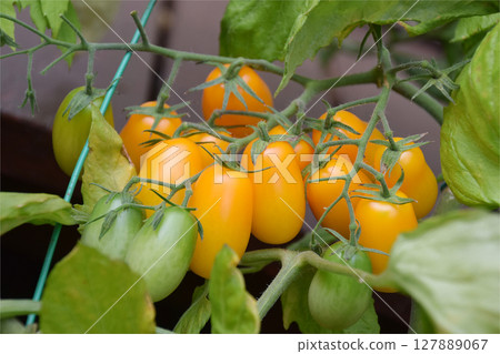 MiniTomato / Summer vegetables grown in a home garden in midsummer, mini tomato fruit (cherry tomato) - in the middle of growth MiniTomato / Summer vegetables grown in a home garden in midsummer, mini tomato fruit (cherry tomato) - in the middle of growth 127889067