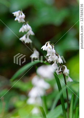 Ohba junyige Ohba junyige 127889236