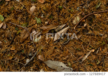 In the forest where fallen leaves spread 127889417