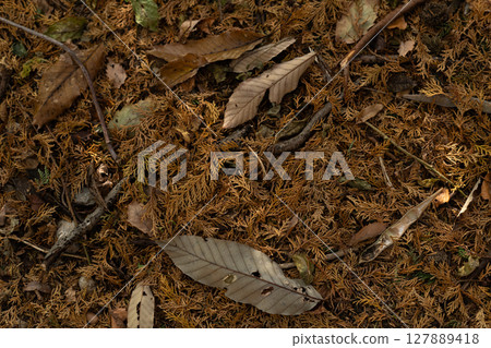 In the forest where fallen leaves spread 127889418