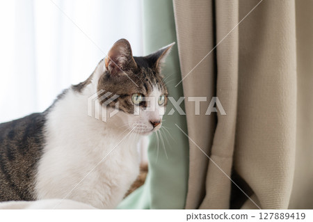 Staring cat Kijitora white 127889419