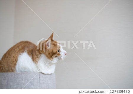 A cat relaxing on top of a cat tower, brown tabby and white 127889420