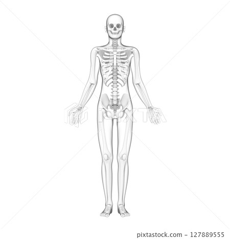 Human body, full body bones, skeleton, transparent 127889555