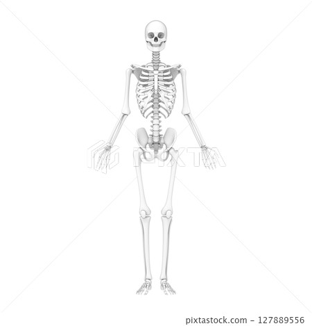 Human body, whole body bones, skeleton 127889556
