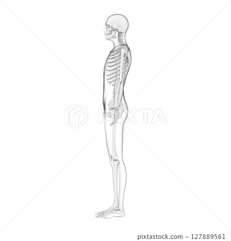 Human body, full body bones, skeleton, transparent 127889561
