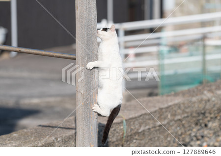 Stray cats playing on a tree 127889646