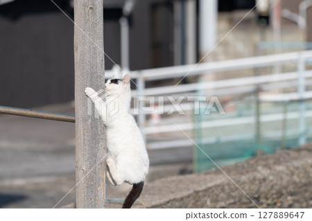 Stray cats playing on a tree 127889647