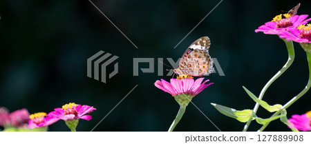A fritillary butterfly resting on a flower 127889908