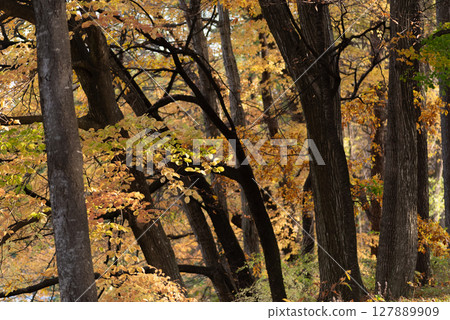 美麗的秋天森林 127889909