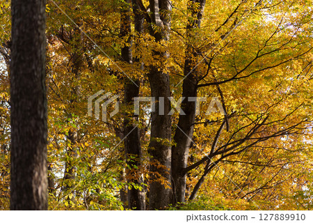 Beautiful autumn forest Beautiful autumn forest 127889910