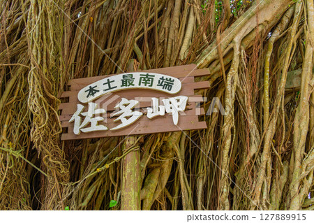 （鹿兒島縣）佐多岬的榕樹 127889915