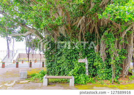 (鹿兒島縣)佐多岬的榕樹 (鹿兒島縣)佐多岬的榕樹 127889916