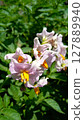 Wilting potato flower 127889940