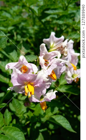 Wilting potato flower Wilting potato flower 127889940