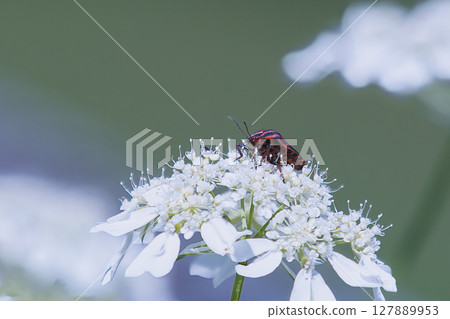 Stink bug perching on the flower of Orrea 127889953
