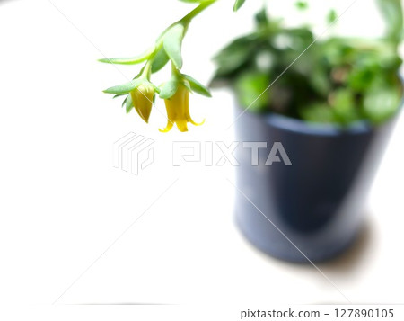 Succulent plant flowers Succulent plant flowers 127890105