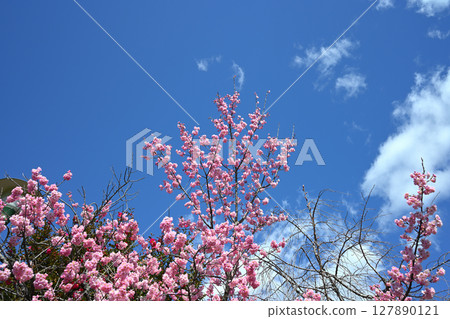 Yebenishidare Yebenishidare 127890121