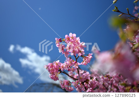 Higashiyama Fruit Park Cherry Blossoms Higashiyama Fruit Park Cherry Blossoms 127890125