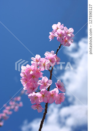 Higashiyama Fruit Park Cherry Blossoms Higashiyama Fruit Park Cherry Blossoms 127890127