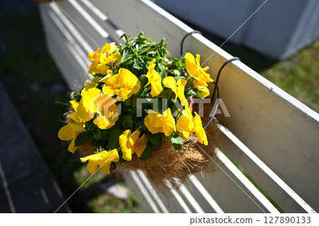 Higashiyama Fruit Park Pansies Higashiyama Fruit Park Pansies 127890133
