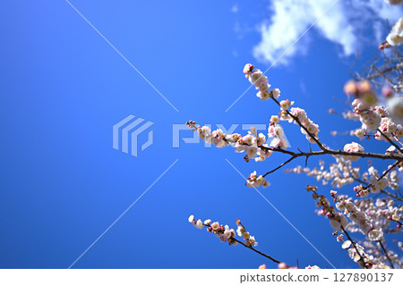 Higashiyama Fruit Park Plum Higashiyama Fruit Park Plum 127890137